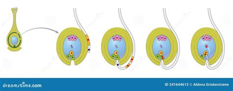 Diagramma della doppia fecondazione in una pianta con fiore