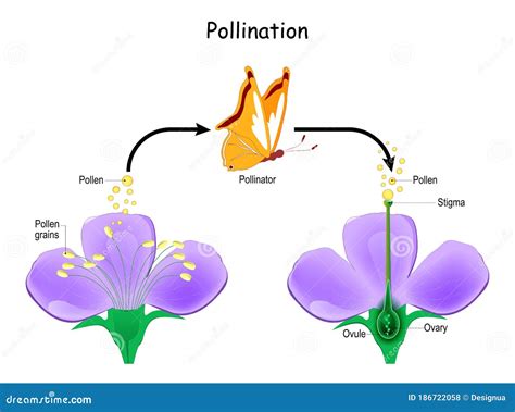 Illustrazione di fiori autoimpollinanti e impollinazione incrociata