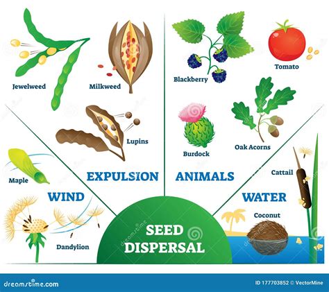 Infografica sui diversi metodi di dispersione dei semi