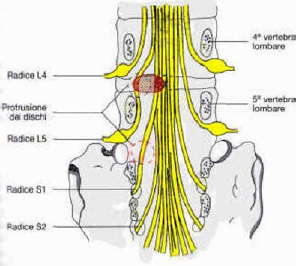 Diagramma anatomico del cane con evidenziata la regione lombosacrale