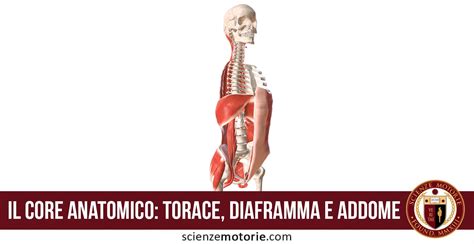 Diagramma anatomico che evidenzia i muscoli del core coinvolti nell'uso dell'AB roller