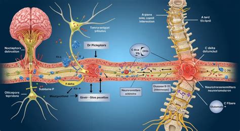 Diagramma anatomico che mostra l'utero in espansione che preme sullo stomaco