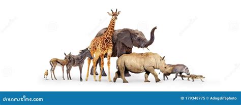 Illustrazioni di animali che camminano