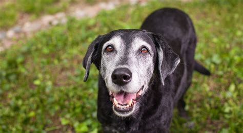 Illustrazione che mostra un cane anziano che entra felicemente in un passeggino per animali domestici