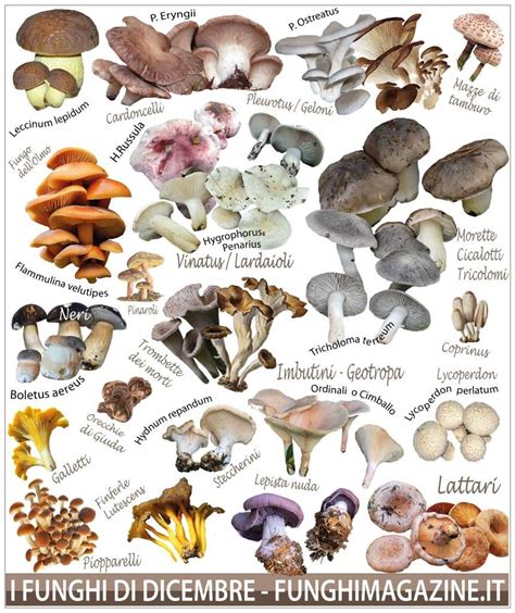 Illustrazione dettagliata di un rascard con i suoi 'funghi' e 'lose'