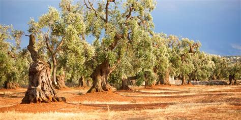 Paesaggio rurale del Salento con ulivi secolari