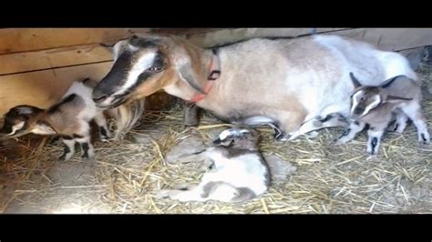 Capretti quadrupli appena nati