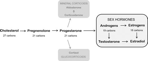 schematic representation of progesterone hormone