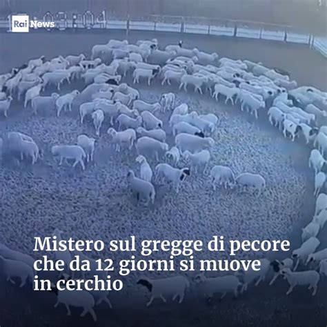 Schema di un gregge di pecore in movimento