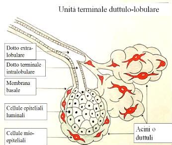 schema dei dotti galattofori e illustrazione dell'ectasia duttale