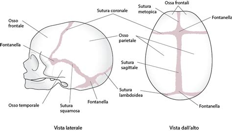 Struttura del cranio fetale con suture e fontanelle
