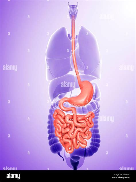Illustrazione che mostra il sistema digestivo umano con enfasi su stomaco e intestino