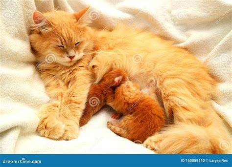 Gatta con i suoi gattini appena nati