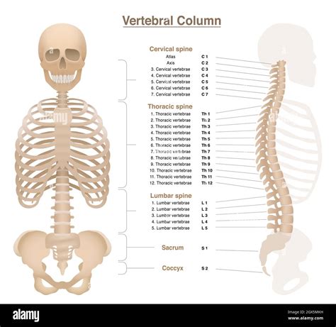Colonna vertebrale umana con evidenziate le vertebre cervicali, toraciche e lombari