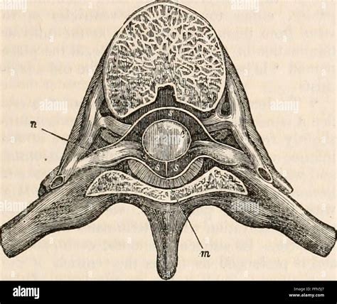Diagramma anatomico che mostra una sezione trasversale della colonna vertebrale con evidenziato lo spazio epidurale