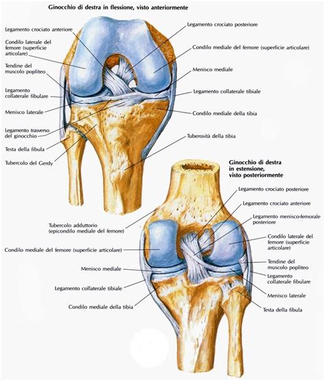 anatomia complessa dell'articolazione del ginocchio umano