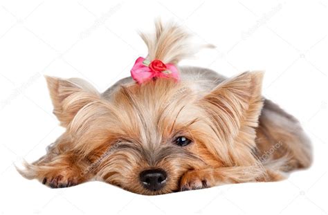 Yorkshire Terrier con fiocco