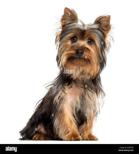 Cucciolo di Yorkshire Terrier