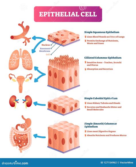 illustrazione di cellule staminali epiteliali respiratorie e loro differenziazione