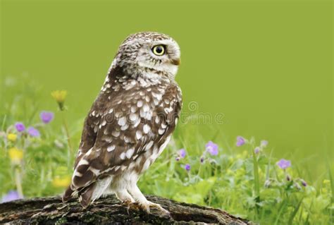Civetta appollaiata in natura