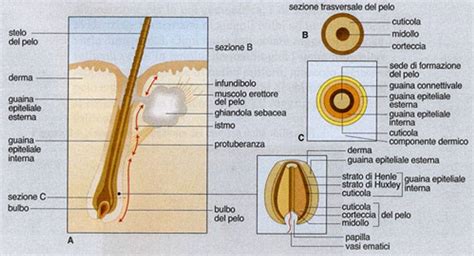 Diagramma che illustra la causa dei brufoli sottopelle: infiammazione del follicolo pilifero