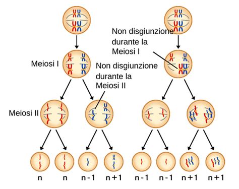 Rappresentazione schematica della meiosi e della non-disgiunzione