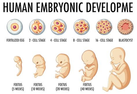 Infografica sul mosaicismo embrionale