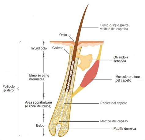 Struttura del capello e follicolo pilifero