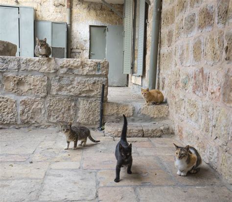 Gatti in un vicolo