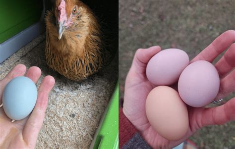 Galline che depongono uova