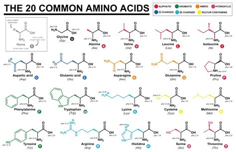 struttura molecolare di aminoacidi