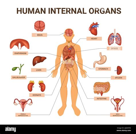 schema del corpo umano con organi evidenziati