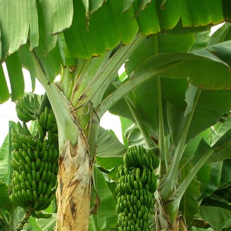 Pianta di banano con il suo pseudofusto e infiorescenza