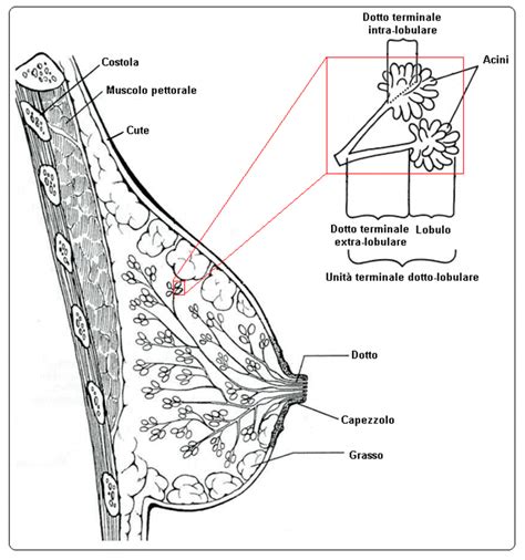 Anatomia del seno femminile con evidenziate le ghiandole di Montgomery