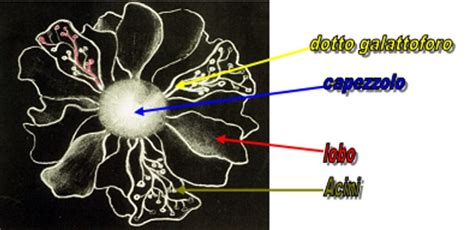Diagramma che illustra i dotti galattofori del seno