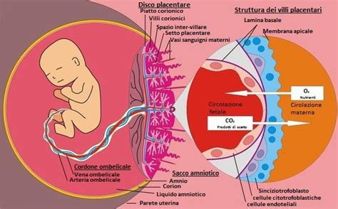 Schema che mostra il flusso sanguigno fetale e placentare