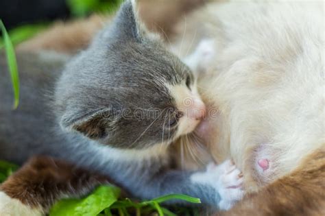 Gattino che allatta dalla madre
