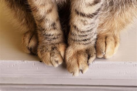 Gatto adulto che si succhia la zampa