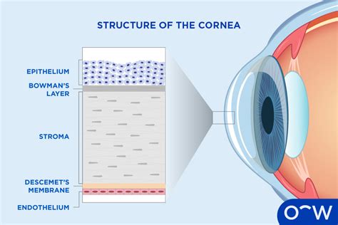 Strati della cornea e cheratite erpetica