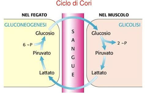 diagramma del ciclo di Cori e metabolismo del lattato nel fegato