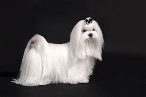 Maltese con pelo lungo e lucido