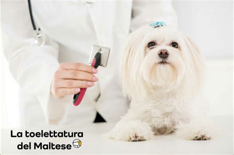 Accessori per la toelettatura del Maltese