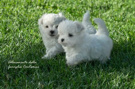 Cane Maltese appena asciugato dal toelettatore