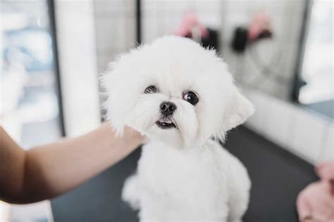 Maltese con taglio a orsacchiotto