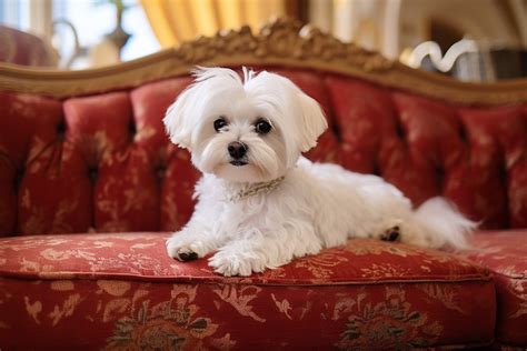 Cane Maltese che riceve coccole