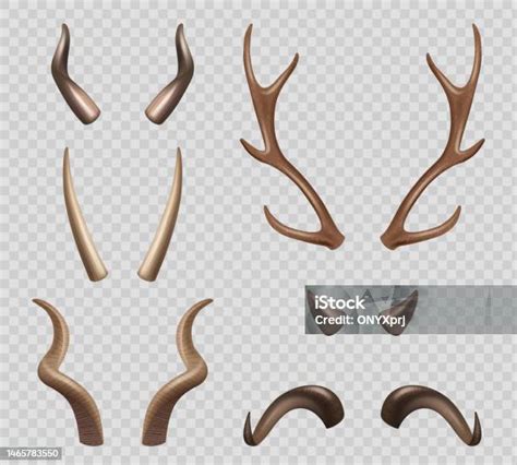 Infografica tipi di corna di antilope