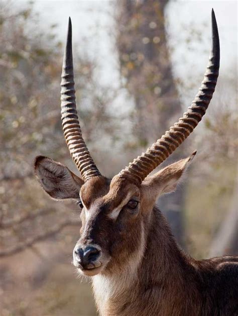 Antilope Cobo che beve