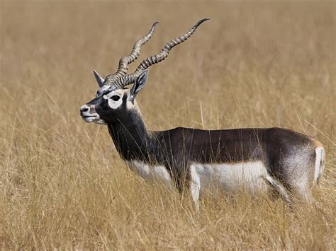 Antilope Derbiana in un parco nazionale