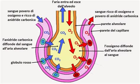 schema grafico che mostra la circolazione dell'aria attraverso una struttura alveolare 3D