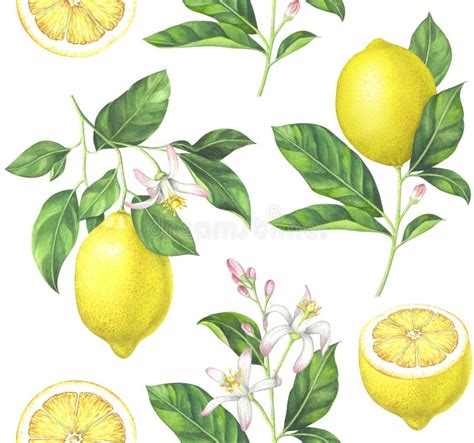 illustrazione botanica di un albero di limone con frutti e foglie